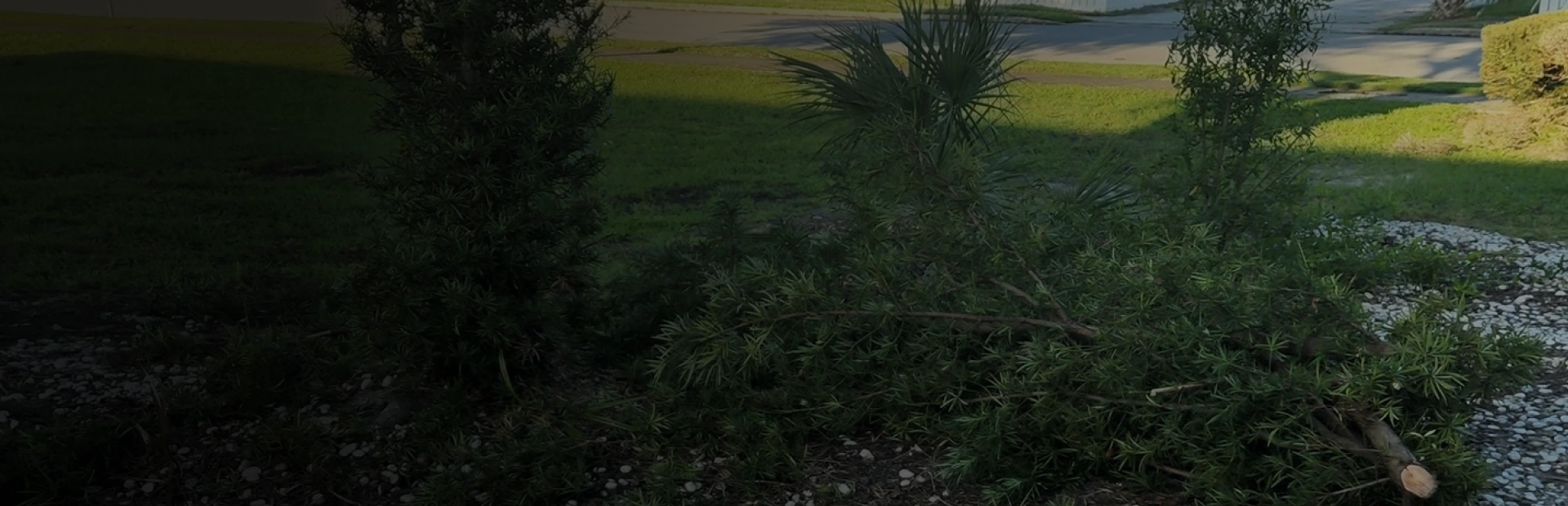 Tree & Shrub Care breadcrumb